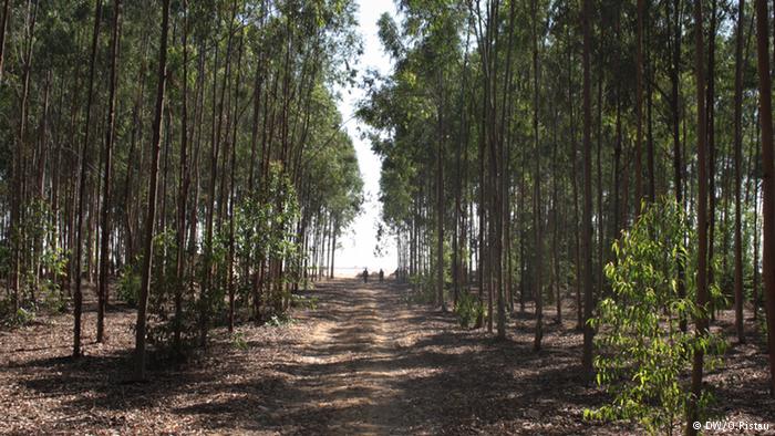 bosque serapium donde antes era desierto