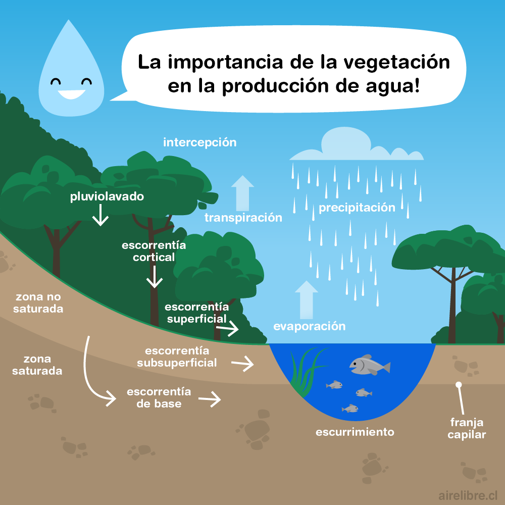 las plantas son esenciales para la producción de agua