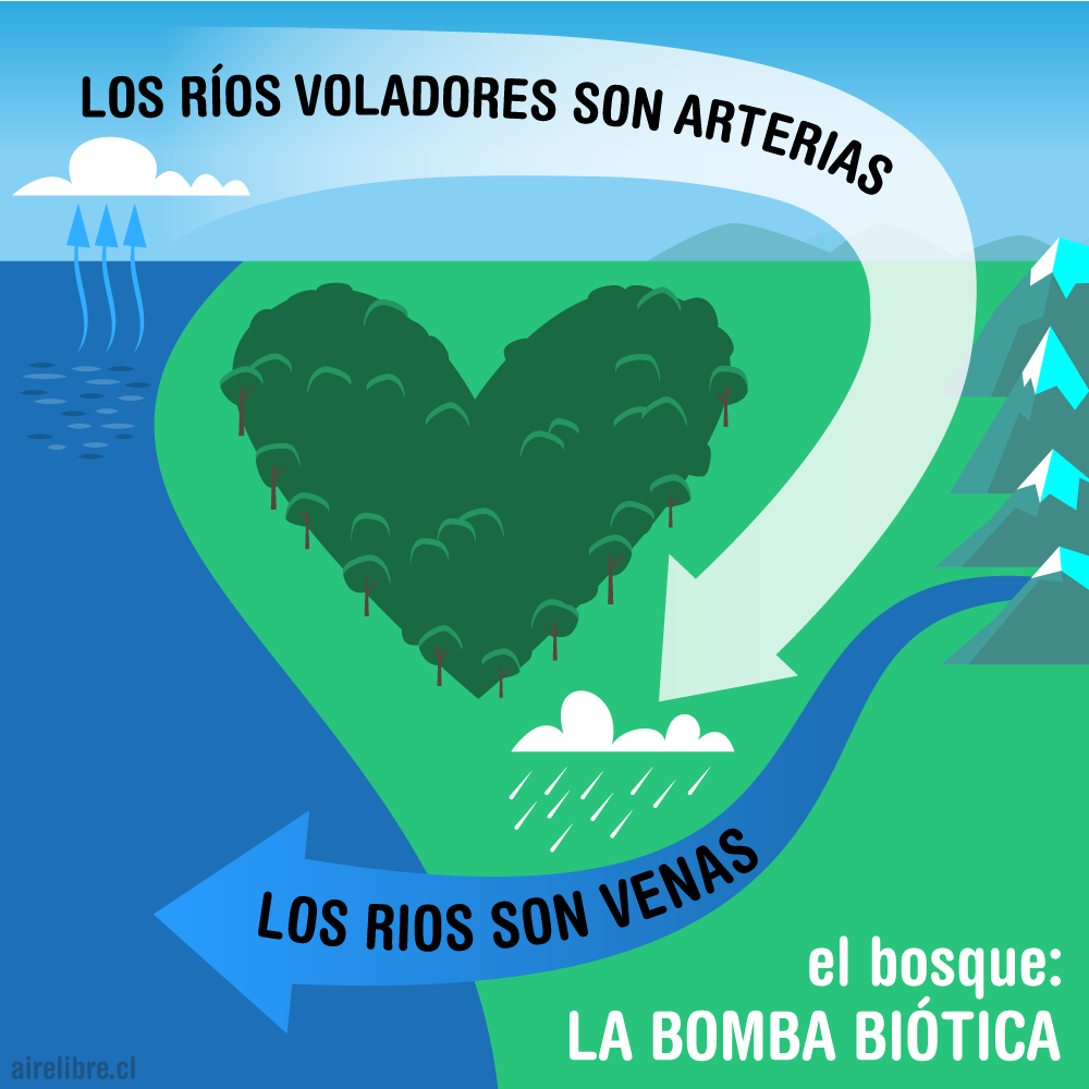 los ríos voladores y el bosque, la bomba biótica